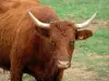 Landscapes of the Tarn - Cow in a meadow