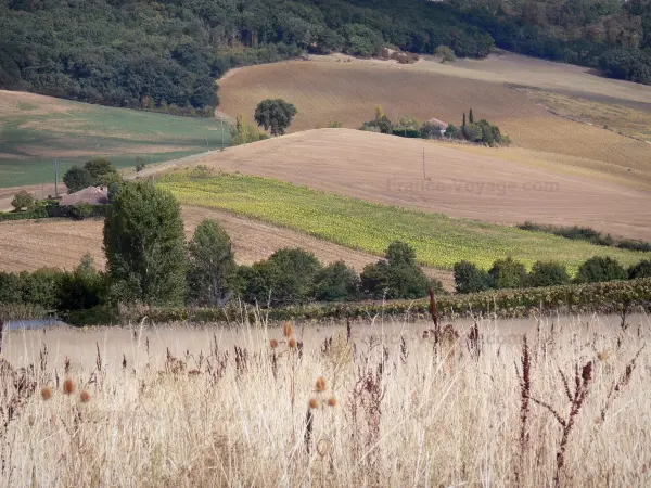 Landscapes of the Tarn-et-Garonne - Serie of rolling fields 