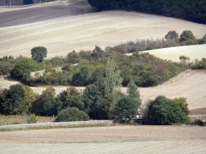 Landscapes of the Tarn-et-Garonne - Trees among fields