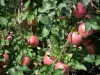 Landscapes of the Tarn-et-Garonne - Apples on an apple tree