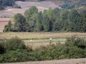 Landscapes of the Tarn-et-Garonne - Wood surrounded by fields