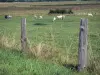 Landscapes of Val-d'Oise - Vexin Français Regional Nature Park: fence in the foreground and cows in a meadow