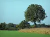 Landscapes of the Vienne - Trees, corn field and green grass