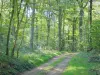Landscapes of the Yonne - Path lined with trees in a forest of the Morvan Regional Natural Park