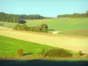 Landscapes of the Yonne - Rolling fields on the edge of a wood