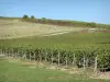Landscapes of the Yonne - Vines of the Chablis vineyard