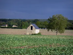 Landschaften des Anjou - Häuschen in einem Acker, Häuser, Bäume und Wald