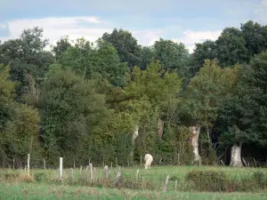 Landschaften des Anjou - Kuh in einer Wiese und Bäume