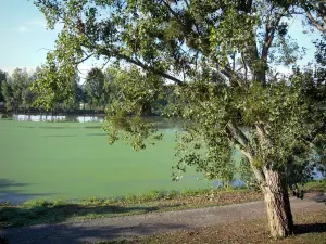 Landschaften des Anjou - Loiretal: Bäume am Wasserrand