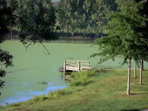 Landschaften des Anjou - Loiretal: Bäume am Wasserrand