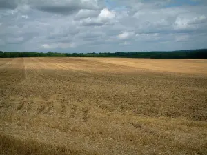 Landschaften der Aube - Grosses Feld mit Blick auf den Wald, Wolken im Himmel