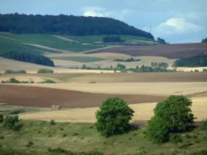 Landschaften der Aube - Felder, Bäume und Wald