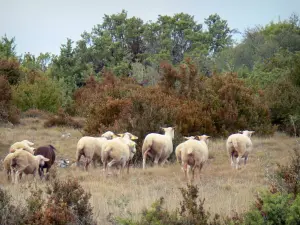 Landschaften des Aveyron - Kalkhochebene des Larzac, im Regionalen Naturpark der Grands Causses: Schafherde