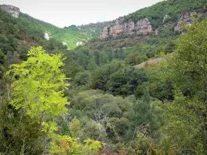 Landschaften des Aveyron - Regionaler Naturpark der Grands Causses: Grüne Landschaft der Schluchten der Dourbie