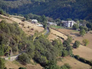 Landschaften des Aveyron - Blick auf eine kleine Landstrasse gesäumt von Bäumen und Weideland