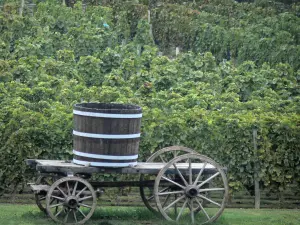 Landschaften des Bourbonnais - Weinbau von Saint-Pourçain (Weinberg Saint-Pourcinois): Winzerwagen und Weinfelder
