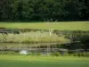 Landschaften der Bourgogne - Teich umgeben von Grün