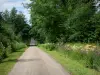 Landschaften der Bourgogne - Kleine Landstrasse gesäumt von Bäumen und Wildblumen (Wiesenblumen)