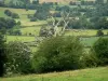 Landschaften der Bourgogne - Heckenlandschaft mit abgestorbenem Baum vorne im Bild; im Regionalen Naturpark des Morvan