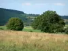 Landschaften der Bourgogne - Wiesen, Bäume und Wald