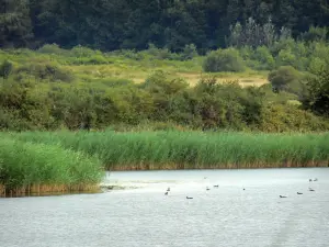 Landschaften der Brenne - Teich Tran (auf der Gemeinde Saint-Michel-en-Brenne), Vögel, Schilfrohr (Schilfe), Büsche und Bäume; im Regionalen Naturpark Brenne