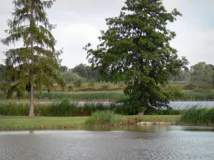 Landschaften der Brenne - Teiche, Wiese bepflanzt mit Bäumen und Schilf; im Regionalen Naturpark Brenne