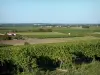 Landschaften der Charente - Weinbau, Felder, Häuser und Bäume