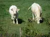 Landschaften der Charente - Zwei Kühe in einer Wiese