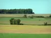 Landschaften der Charente - Aufeinanderfolge von Felder, in Reihe stehende Bäume im Hintergrund