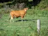 Landschaften der Charente - Kuh in einer Weide