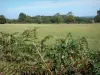 Landschaften der Charente - Dornenranken und Farnkraut vorne, Felder und Bäume