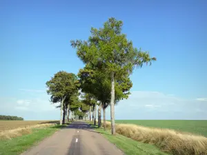 Landschaften der Côte-d'Or - Von Bäumen gesäumte Landstraße