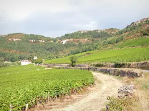 Landschaften der Côte-d'Or - Weinberg Côte de Beaune: Weg durch die Weinberge von Santenay