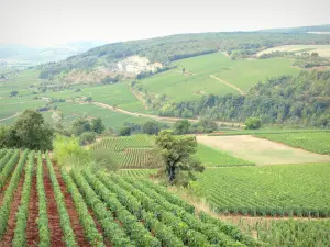 Landschaften der Côte-d'Or - Weinberge der Côte de Beaune: Reben von Saint-Aubin