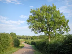 Landschaften der Côte-d'Or - Grüne Landschaft entlang einer kleinen Straße in Burgund