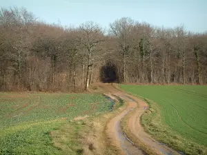 Landschaften der Côte-d'Or - Pfad, der zu einem Wald im Regionalen Naturpark Morvan führt