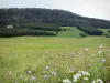 Landschaften des Doubs - Mouthe-Tal : Wiesenblumen vorne, Weiden (Almen), Tannen (Bäume) und Wald