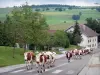 Landschaften des Doubs - Kuhherde in einer Strasse des Wintersportortes Métabief, Almen (Weiden) im Hintergrund