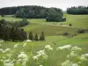 Landschaften des Doubs - Wiesenblumen vorne, Wiesen und Bäume