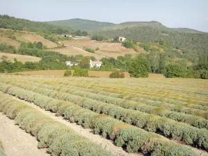Landschaften der Drôme - Lavendelfeld und Hügel