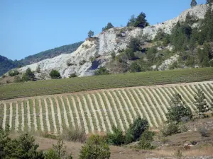 Landschaften der Drôme - Regionaler Naturpark Baronnies Provençales: Lavendelfelder