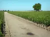 Landschaften der Gironde - Kleine Strasse durchziehend das Bordeaux Weinanbaugebiet
