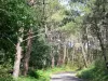 Landschaften der Gironde - Kleine Strasse durchquerend den privaten Wald von La Teste-de-Buch
