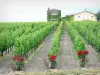 Landschaften der Gironde - Weinanbau von Sauternes: Schloss Rieussec und seine Weinstöcke, Weingut in Fargues