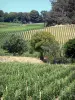 Landschaften der Gironde - Bordeaux Weinanbau: Rebstöcke von Saint-Emilion