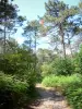 Landschaften der Gironde - Pfad durchziehend den privaten Wald von La Teste-de-Buch
