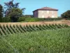 Landschaften der Gironde - Rebstöcke des Bordeaux Weinbaugebiets
