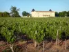 Landschaften der Gironde - Bordeaux Weinanbau: Schloss Haut Barrail und seine Rebstöcke, Weingut in Bégadan, im Médoc