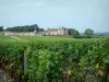 Landschaften der Gironde - Rebstöcke vorne, mit Blick auf das Schloss Yquem, Weingut in Sauternes, im Bordeaux Weinanbaugebiet