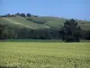 Landschaften der Haute-Garonne - Felder und Bäume